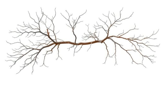 Bare, intricately branched tree limbs isolated on pure white backdrop, stem, image