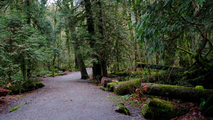 tree, wood, moss, plant, nature, green, grass, trees, leaves, outdoors, environment, old, woods, forest, root, roots, trunk, branch