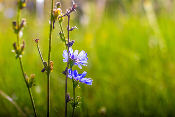 Obraz premium Delicate blue chicory (Cichorium) flowers on a green background, close-up
