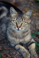 Portrait of cute street cat