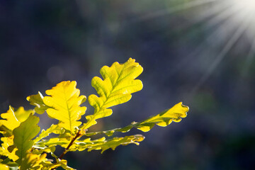 Golden oak (Quercus) leaves illuminated by bright sunlight, close-up, with dark blurred background...