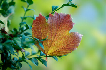 Colorful autumn leaves in park