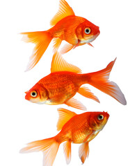 Three orange Goldfish fish swimming on white background