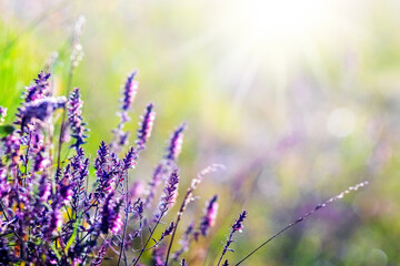 Lavender (Lavandula) field with purple flowers, illuminated by the morning sun, close-up