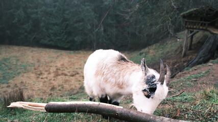 tree, wood, moss, plant, nature, green, grass, trees, leaves, outdoors, environment, old, woods, forest, root, roots, trunk, branch