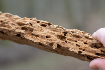 A close-up shot of damaged wood with holes from pests in a human hand, showing the natural beauty and details of the damage