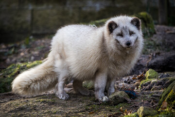 Arctic fox cub in nature