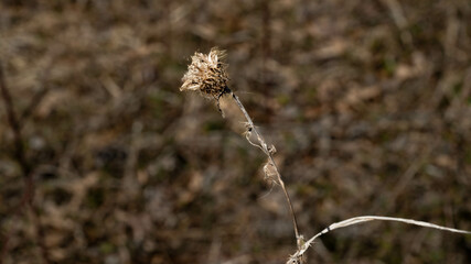 Abstract, profile view of a single, dried flower of silybum marianum, cardus marianus, milk thistle, brown, nature background.