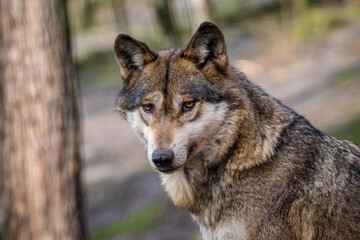 Eurasian wolf in the forest