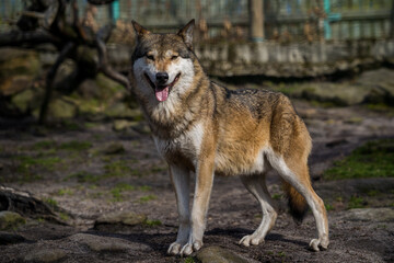 Eurasian wolf in the forest