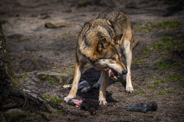 Eurasian wolf eating its prey