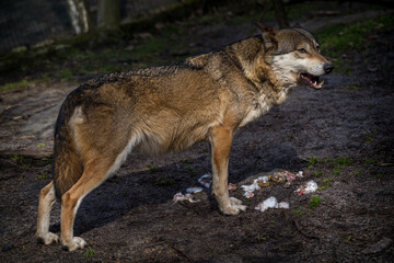 Eurasian wolf eating its prey