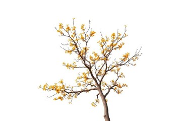 Fototapeta premium Single deciduous tree, branches reaching skyward, stark white backdrop, deciduous, summer