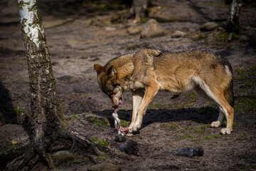 Eurasian wolf eating its prey