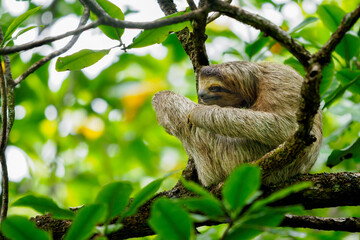 Panama Three-toed Sloth © Steve
