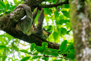 Panama Three-toed Sloth © Steve