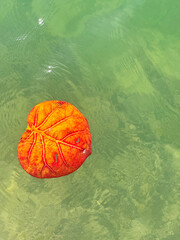 Orange leaf floating in the water