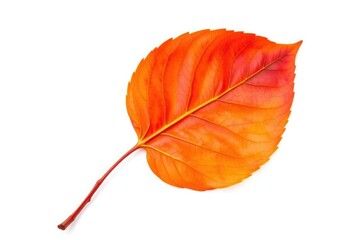 Single wilting leaf isolated on pure white backdrop, high resolution, image