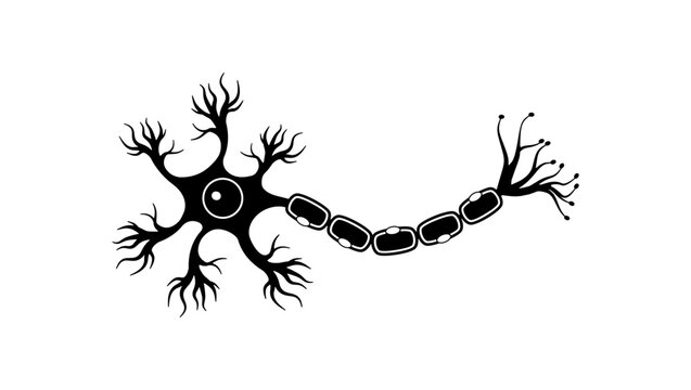 Human sensory neuron, black isolated silhouette