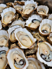 An enticing display of fresh oysters, emphasizing their exquisite taste and nutritional benefits as a gourmet delicacy