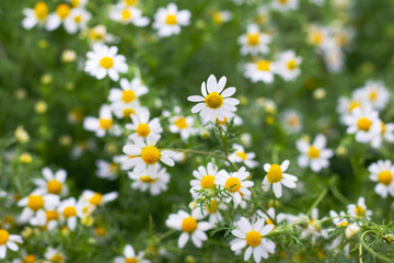 Chamomile (Matricaria chamomilla) on a green background in a field
