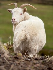 Fototapeta premium goat on the meadow