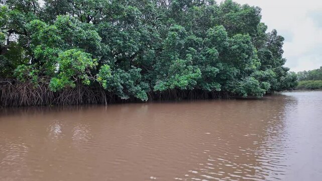 Boat trip on the Igarape do Urubu River, Delta das Americas, Ilha das Canarias, Brazil. Amazon Rainforest. South America