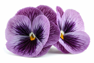 Close-up purple pansies on white background