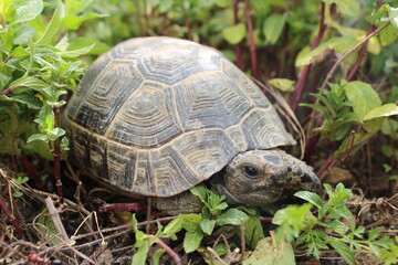 Three-leg Turtle Having Lunch In The Garden