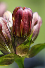 Blossom close-up of a Purple gentian ( gentiana purpurea ) flower
