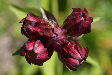 Purple gentian ( gentiana purpurea ) close-up with opening blossoms