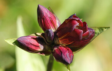 Purple gentian ( gentiana purpurea ) close-up with opening buds