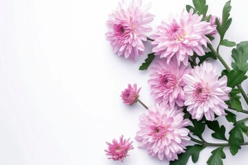 Delicate pink chrysanthemum flowers arranged artfully on a white background.