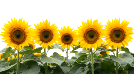 Vibrant Sunflowers in a Field Against Transparent Background