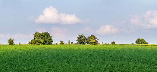Panoramic view of a green field with trees on the horizon, under a blue sky with white clouds, summer day