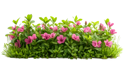 Vibrant Pink Flowers and Lush Green Foliage Border Against Transparent Background