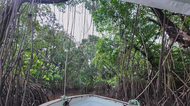 Boat trip on the Igarape do Urubu River, Delta das Americas, Ilha das Canarias, Brazil. Amazon Rainforest. South America