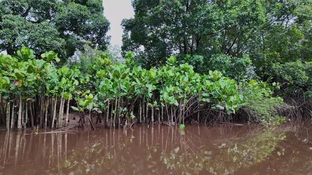 Boat trip on the Igarape do Urubu River, Delta das Americas, Ilha das Canarias, Brazil. Amazon Rainforest. South America