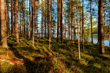 Obraz premium Landscape of pine forest on the lake shore
