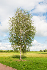 Lone birch landscape in the field