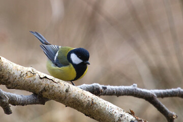 Great tit bird close up  Parus major sitting on tree branch little birds, cute bird purched on a stick.