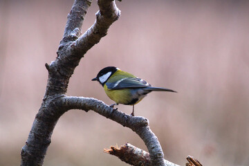 Great tit bird close up  Parus major sitting on tree branch little birds, cute bird purched on a...