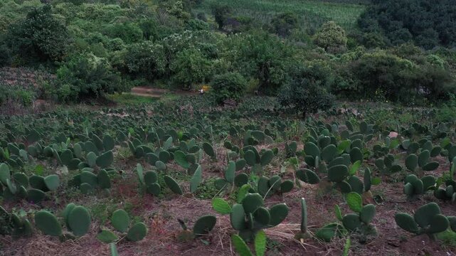 Cultivo de nopales con monta&ntilde;a en el fondo.