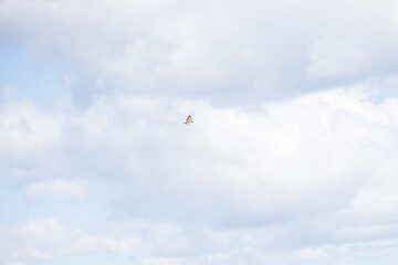 Hawk in the sky
