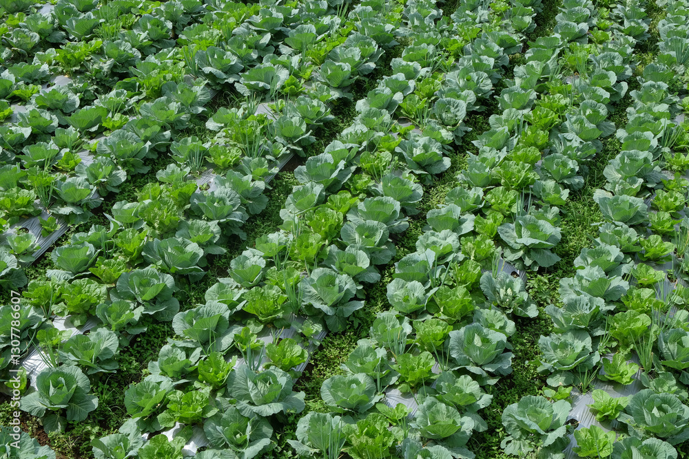Poster rows of cabbage and mustard greens in the field. green pattern and texture background. agricultural 