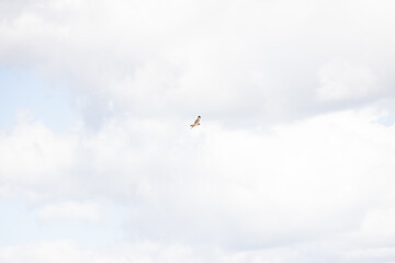 Hawk in the sky

