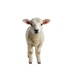 Fototapeta premium Cut out of young sheep isolated on transparent background