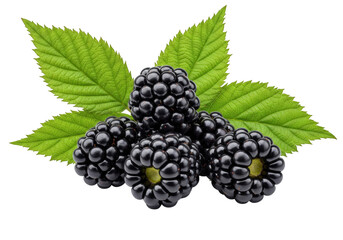 Blackberries with leaf isolated on transparent background