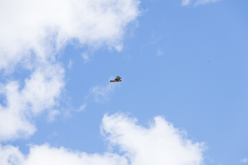 Hawk in the sky
