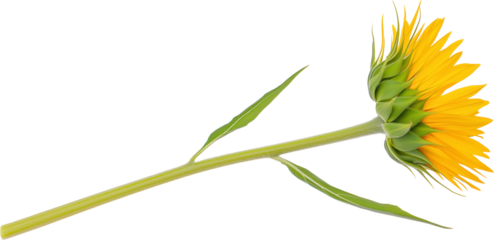 Single sunflower with a long curved stem and green leaves. Transparent background. PNG file for graphic design, digital art, and branding projects.